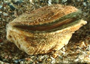 rock scallop